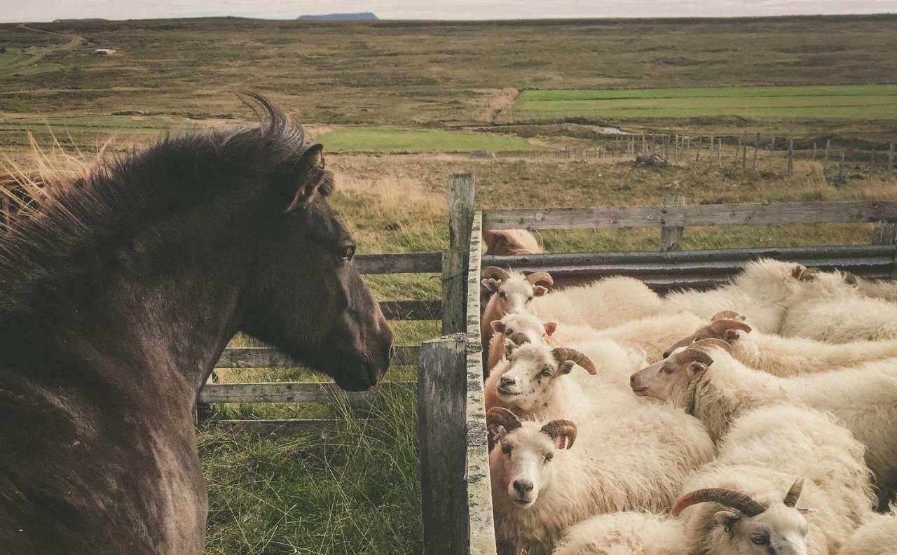 Sandur Þórshöfn Dış mekan fotoğraf