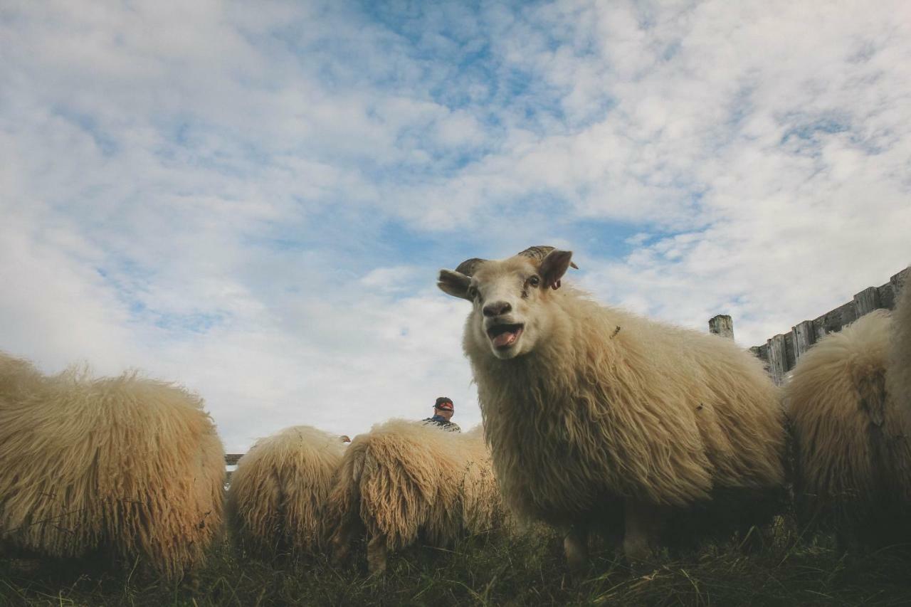 Sandur Þórshöfn Dış mekan fotoğraf